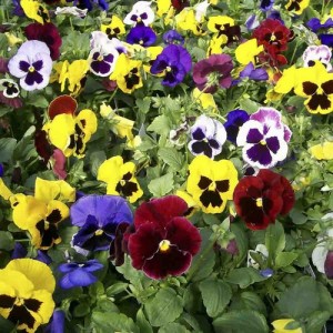 PANSY SWISS GIANT MIXED SEEDS - MIXED COLOUR - 100 SEEDS PANSY SWISS GIANT MIXED SEEDS - MIXED COLOUR - 100 SEEDS