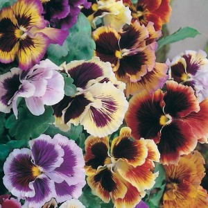 PANSY MASTERPIECE ROCOCO MIX SEEDS - RUFFLED FRILLY PETALED FLOWERS - 100 SEEDS PANSY MASTERPIECE ROCOCO MIX SEEDS - RUFFLED FRILLY PETALED FLOWERS - 100 SEEDS