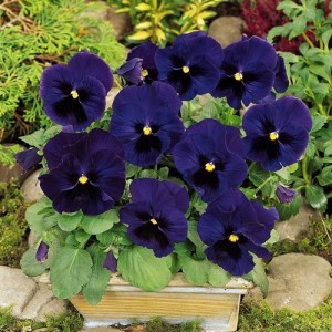 PANSY SWISS GIANT ULLSWATER - DEEP BLUE PANSY FLOWERS - 100 SEEDS