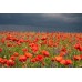 PAPAVER RHOEAS CORN POPPY FLANDERS SEEDS - RED FIELD POPPY - 500 SEEDS