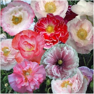 PAPAVER POPPY INDIAN DOUBLE SHIRLEY MIX SEEDS - MIXED COLOURS - 500 SEEDS PAPAVER POPPY INDIAN DOUBLE SHIRLEY MIX SEEDS - MIXED COLOURS - 500 SEEDS