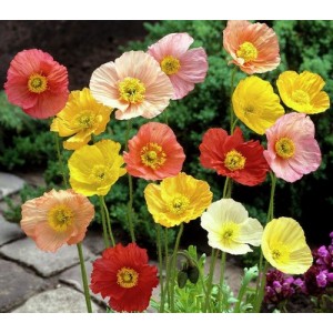PAPAVER POPPY NUDICAULE ICELAND MIX SEEDS - MIXED COLOURS - 500 SEEDS