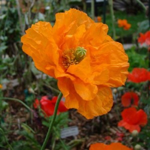 PAPAVER POPPY FLORE PLENO SEEDS - RUPIFRAGUM ATLANTICUM - ORANGE FEATHERS - 250 SEEDS PAPAVER POPPY FLORE PLENO SEEDS - RUPIFRAGUM ATLANTICUM - ORANGE FEATHERS - 250 SEEDS