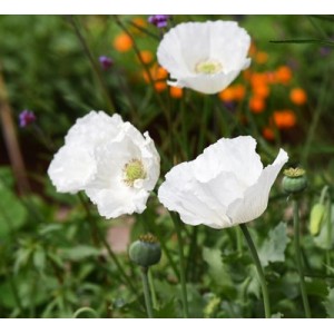 PAPAVER POPPY SISSINGHURST WHITE SEEDS - 150 SEEDS PAPAVER POPPY SISSINGHURST WHITE SEEDS - 150 SEEDS