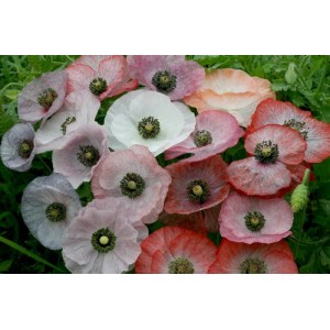 PAPAVER RHOEAS POPPY MOTHER OF PEARL SEEDS - MIXED COLOURS - 250 SEEDS PAPAVER RHOEAS POPPY MOTHER OF PEARL SEEDS - MIXED COLOURS - 250 SEEDS