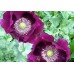 PAPAVER POPPY LAURENS GRAPE PURPLE POPPY - 500 SEEDS