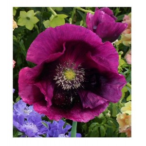 PAPAVER POPPY LAURENS GRAPE PURPLE POPPY - 500 SEEDS
