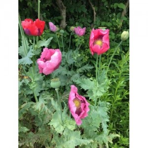PAPAVER POPPY - MIXED COLOURS - TALL GROWING - 500 SEEDS PAPAVER POPPY - MIXED COLOURS - TALL GROWING - 500 SEEDS