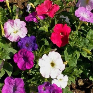 PETUNIA NANA COMPACTA MIXED SEEDS - MIXED COLOUR FLOWERS - 250 SEEDS PETUNIA NANA COMPACTA MIXED SEEDS - MIXED COLOUR FLOWERS - 250 SEEDS