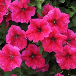 PETUNIA NANA COMPACTA ROSE OF HEAVEN SEEDS - VIBRANT PINK - 250 SEEDS PETUNIA NANA COMPACTA ROSE OF HEAVEN SEEDS - VIBRANT PINK - 250 SEEDS