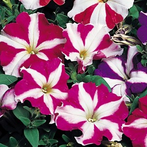 PETUNIA NANA COMPACTA STARS MIXED SEEDS - 250 SEEDS PETUNIA NANA COMPACTA STARS MIXED SEEDS - 250 SEEDS