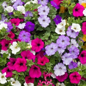 PETUNIA HYBRIDA PENDULA TRAILING BALCONY MIXED SEEDS - 250 SEEDS PETUNIA HYBRIDA PENDULA TRAILING BALCONY MIXED SEEDS - 250 SEEDS