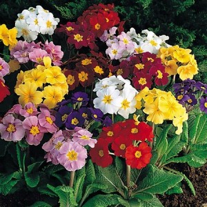 POLYANTHUS CROWN EXHIBITION MIX SEEDS - 50 SEEDS