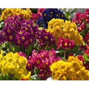 POLYANTHUS PRIMULA VERIS ELATIOR MIX SEEDS - 50 SEEDS POLYANTHUS PRIMULA VERIS ELATIOR MIX SEEDS - 50 SEEDS