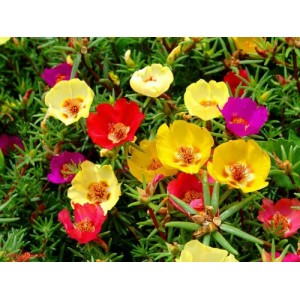 PORTULACA GRANDIFLORA SINGLE MIX SEEDS - MIXED COLOUR FLOWERS - 500 SEEDS