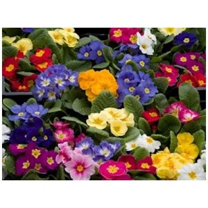 PRIMROSE CROWN MIX SEEDS - MIXED COLOUR FLOWERS - 50 SEEDS PRIMROSE CROWN MIX SEEDS - MIXED COLOUR FLOWERS - 50 SEEDS