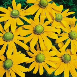 RUDBECKIA HIRTA IRISH EYES SEEDS - BLACK EYED SUSAN - GREEN EYES - 100 SEEDS RUDBECKIA HIRTA IRISH EYES SEEDS - BLACK EYED SUSAN - GREEN EYES - 100 SEEDS