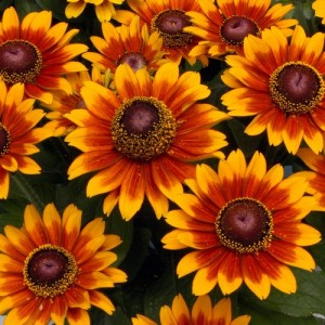 RUDBECKIA HIRTA RUSTIC DWARFS MIXED SEEDS - BLACK EYED SUSAN - 250 SEEDS