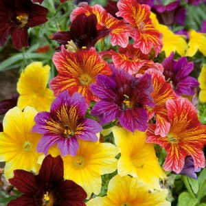 SALPIGLOSSIS SINUATA BOLERO F2 MIXED SEEDS - PAINTED TONGUE - 250 SEEDS