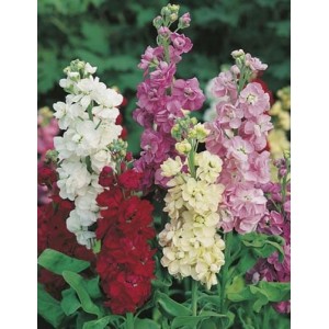 STOCK - LARGE FLOWERED TEN WEEK BEDDING STOCK SEEDS - 100 SEEDS STOCK - LARGE FLOWERED TEN WEEK BEDDING STOCK SEEDS - 100 SEEDS