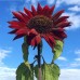 SUNFLOWER RED SUN SEEDS - SINGLE FLOWERED HELIANTHUS ANNUS RED SUN - 20 SEEDS SUNFLOWER RED SUN SEEDS - SINGLE FLOWERED HELIANTHUS ANNUS RED SUN - 20 SEEDS