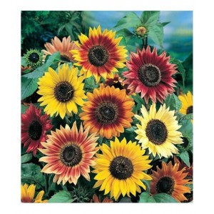 SUNFLOWER - AUTUMN BEAUTY - MIXED COLOUR - HELIANTHUS ANNUUS - 20 SEEDS SUNFLOWER - AUTUMN BEAUTY - MIXED COLOUR - HELIANTHUS ANNUUS - 20 SEEDS