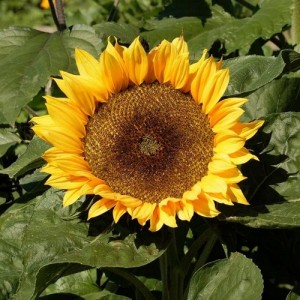 SUNFLOWER - DWARF SUNSPOT - HELIANTHUS ANNUUS - 20 SEEDS SUNFLOWER - DWARF SUNSPOT - HELIANTHUS ANNUUS - 20 SEEDS