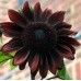 SUNFLOWER CHOCOLAT / CHOCOLATE - HELIANTHUS ANNUUS - 20 SEEDS