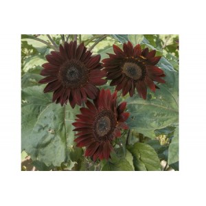 SUNFLOWER CHOCOLAT / CHOCOLATE - HELIANTHUS ANNUUS - 20 SEEDS