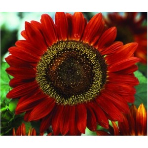 SUNFLOWER RED SUN SEEDS - SINGLE FLOWERED HELIANTHUS ANNUS RED SUN - 20 SEEDS SUNFLOWER RED SUN SEEDS - SINGLE FLOWERED HELIANTHUS ANNUS RED SUN - 20 SEEDS