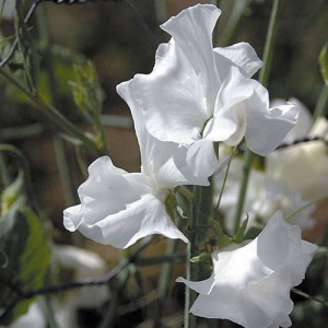 SWEET PEA DWARF CUPID WHITE SEEDS - WHITE LATHYDORUS ODORATUS - 40 SEEDS SWEET PEA DWARF CUPID WHITE SEEDS - WHITE LATHYDORUS ODORATUS - 40 SEEDS