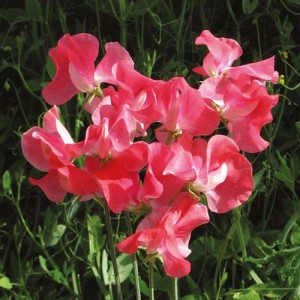 SWEET PEA GERANIUM PINK SPENCER SEEDS - PINK LATHYDORUS ODORATUS - 20 SEEDS