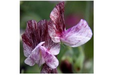 SWEET PEA HEIRLOOM SENATOR SEEDS - PURPLE & MAROON RIPPLE LATHYDORUS ODORATUS - 40 SEEDS