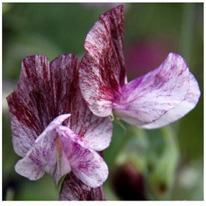 SWEET PEA HEIRLOOM SENATOR SEEDS - PURPLE & MAROON RIPPLE LATHYDORUS ODORATUS - 40 SEEDS SWEET PEA HEIRLOOM SENATOR SEEDS - PURPLE & MAROON RIPPLE LATHYDORUS ODORATUS - 40 SEEDS