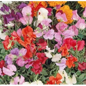 SWEET PEA KNEE HIGH DWARF SEEDS - MIXED COLOUR LATHYDORUS ODORATUS - 40 SEEDS SWEET PEA KNEE HIGH DWARF SEEDS - MIXED COLOUR LATHYDORUS ODORATUS - 40 SEEDS