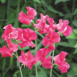 SWEET PEA LIPSTICK SEEDS - VIBRANT PINK LATHYDORUS ODORATUS - 20 SEEDS SWEET PEA LIPSTICK SEEDS - VIBRANT PINK LATHYDORUS ODORATUS - 20 SEEDS