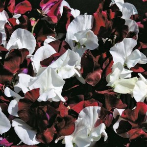 SWEET PEA NIGHT AND DAY SEEDS - LATHYDORUS ODORATUS - 40 SEEDS SWEET PEA NIGHT AND DAY SEEDS - LATHYDORUS ODORATUS - 40 SEEDS