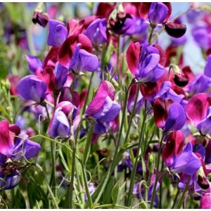 SWEET PEA OLD SPICE CUPANI SEEDS - MIXED COLOUR LATHYDORUS ODORATUS - 40 SEEDS SWEET PEA OLD SPICE CUPANI SEEDS - MIXED COLOUR LATHYDORUS ODORATUS - 40 SEEDS