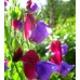 SWEET PEA OLD SPICE CUPANI SEEDS - MIXED COLOUR LATHYDORUS ODORATUS - 40 SEEDS SWEET PEA OLD SPICE CUPANI SEEDS - MIXED COLOUR LATHYDORUS ODORATUS - 40 SEEDS