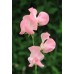 SWEET PEA PRINCESS ELIZABETH SEEDS - LATHYDORUS ODORATUS - 20 SEEDS SWEET PEA PRINCESS ELIZABETH SEEDS - LATHYDORUS ODORATUS - 20 SEEDS