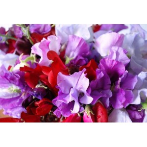 SWEET PEA ROYAL FAMILY MIX SEEDS - MIXED COLOUR LATHYDORUS ODORATUS - 40 SEEDS SWEET PEA ROYAL FAMILY MIX SEEDS - MIXED COLOUR LATHYDORUS ODORATUS - 40 SEEDS