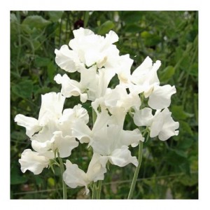 SWEET PEA ROYAL FAMILY WHITE SEEDS - WHITE LATHYDORUS ODORATUS - 40 SEEDS