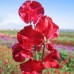 SWEET PEA WINSTON CHURCHILL SEEDS - DARK CRIMSON LATHYDORUS ODORATUS - 40 SEEDS SWEET PEA WINSTON CHURCHILL SEEDS - DARK CRIMSON LATHYDORUS ODORATUS - 40 SEEDS