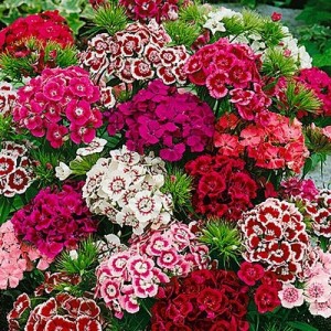 DIANTHUS BARBATUS SEEDS - SWEET WILLIAM INDIAN CARPET MIX SEEDS - 250 SEEDS
