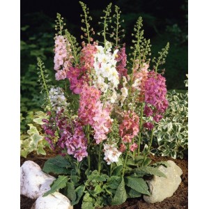 VERBASCUM PHOENICEUM HYBRID MIX SEEDS - MIXED COLOUR FLOWERS - 250 SEEDS VERBASCUM PHOENICEUM HYBRID MIX SEEDS - MIXED COLOUR FLOWERS - 250 SEEDS