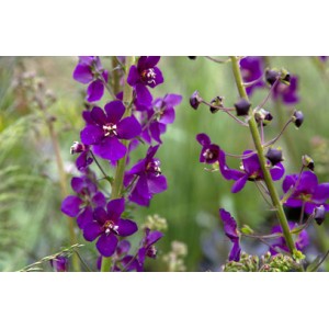 VERBASCUM PHOENICEUM VIOLETTA PURPLE  - 100 SEEDS