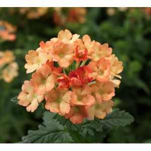 VERBENA HYBRIDA APRICOT SEEDS - 100 SEEDS