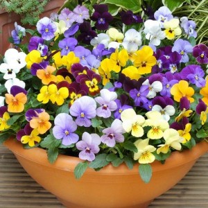 VIOLA CORNUTA LARGE FLOWER MIX SEEDS - MIXED COLOUR FLOWERS - 100 SEEDS VIOLA CORNUTA LARGE FLOWER MIX SEEDS - MIXED COLOUR FLOWERS - 100 SEEDS