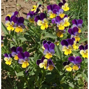 VIOLA HELENS MOUNT JOHNNY JUMP UP SEEDS - TRI-COLOUR FLOWERS - 100 SEEDS VIOLA HELENS MOUNT JOHNNY JUMP UP SEEDS - TRI-COLOUR FLOWERS - 100 SEEDS