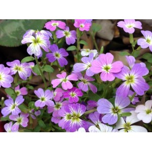 STOCK - VIRGINIA STOCK SEEDS - MALCOMIA MARITIMA PINK & LILAC FLOWERS - 350 SEEDS STOCK - VIRGINIA STOCK SEEDS - MALCOMIA MARITIMA PINK & LILAC FLOWERS - 350 SEEDS